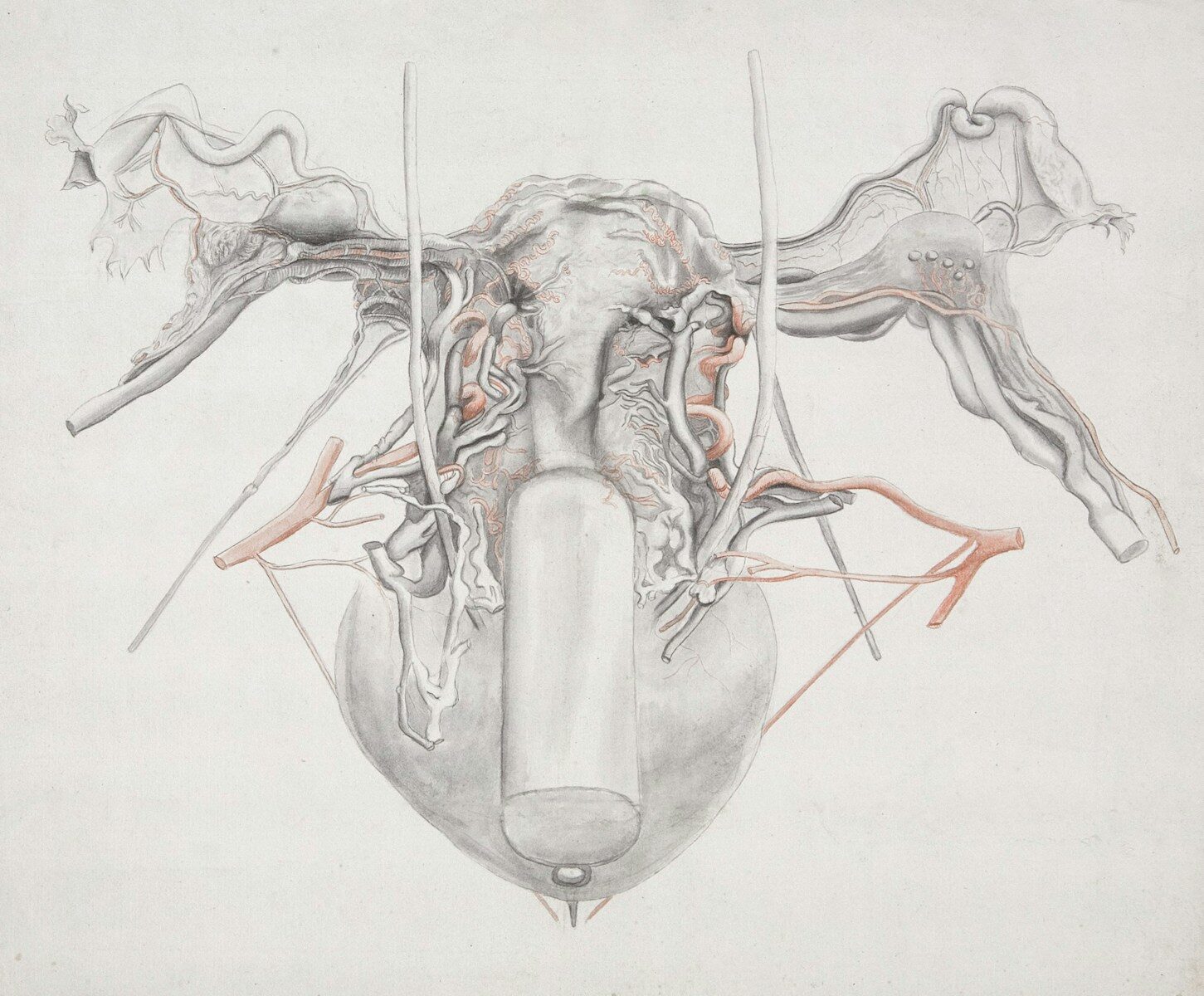 a drawing of a human heart with blood vessels