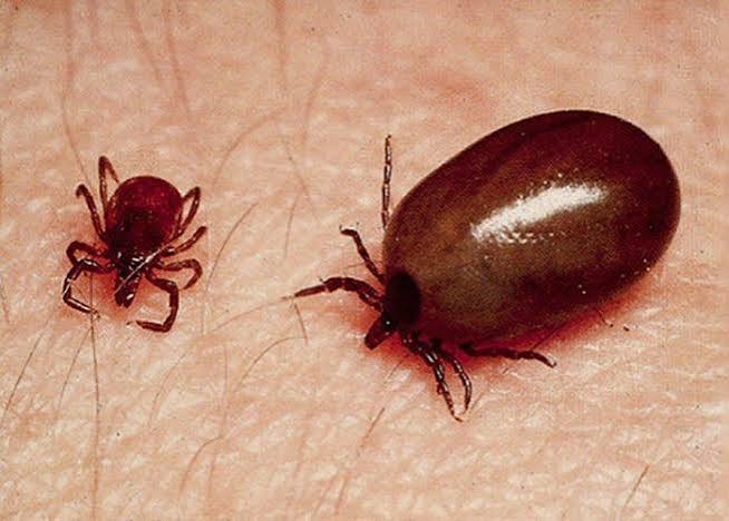 Scrub Typhus Cases in Jaipur Rise at SMS Hospital as 15 Patients Die in Three Months